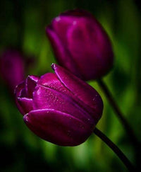 dunkel Lila Tulpe Blumensamen zur Aussaat leuchtend Blüten Traditionssorte & ohne Gentechnik Samen Hausgarten