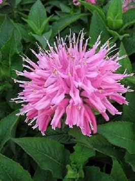 Rosa monarda blume samen for anpflanzung - easy to grow, heirloom & gmo free samen for home garten
sale for anpflanzung in home garten.