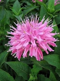 Rosa monarda blume samen for anpflanzung - easy to grow, heirloom & gmo free samen for home garten
 
 sale for anpflanzung in home garten.