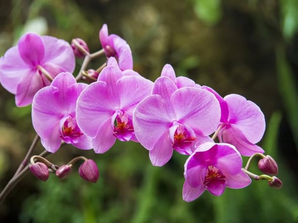 Violett Orchidee Blumensamen duftend Blüten Traditionssorte & ohne Gentechnik Samen Hausgarten