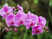 Violett Orchidee Blumensamen duftend Blüten Traditionssorte & ohne Gentechnik Samen Hausgarten