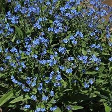 Cynoglossum blume samen for anpflanzung easy to grow heirloom & gmo free samen for home garten 
 
 sale for anpflanzung in home garten