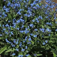 Cynoglossum blume samen for anpflanzung easy to grow heirloom & gmo free samen for home garten 
 
 sale for anpflanzung in home garten