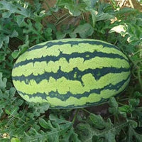 Rote Wassermelone rund Samen für einfaches Anpflanzen