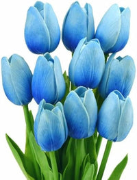 Himmelblau Tulpe Blumensamen Blumensamen zur Aussaat leuchtend Traditionssorte & ohne Gentechnik Samen Hausgarten