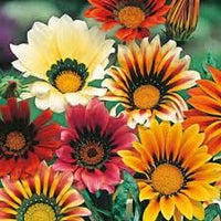 Gazania (gazania blume) samen for anpflanzung in home garten