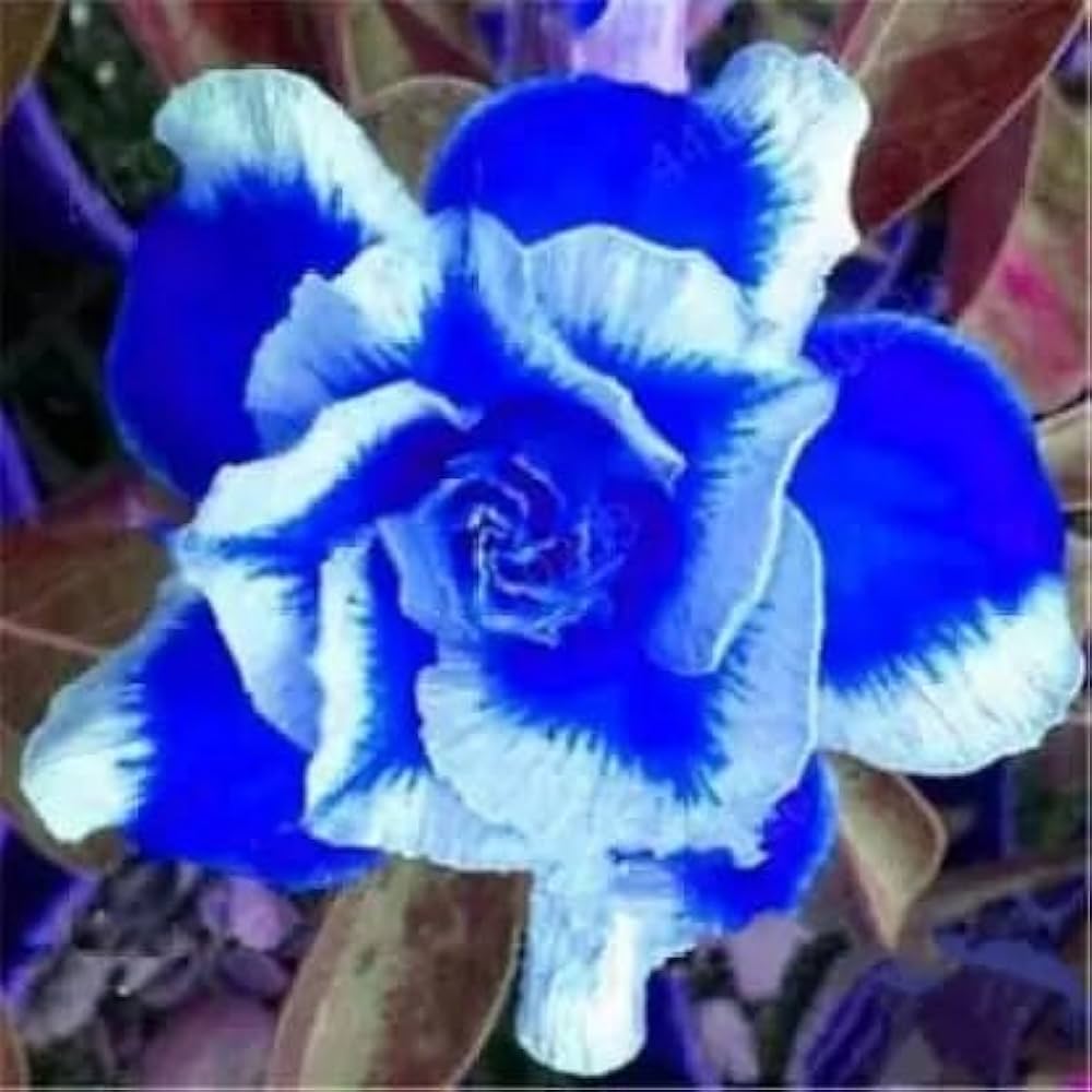 tief Blau Wüstenrose Obesum Blumensamen zur Aussaat leuchtend Blüten Traditionssorte & ohne Gentechnik Samen Hausgarten