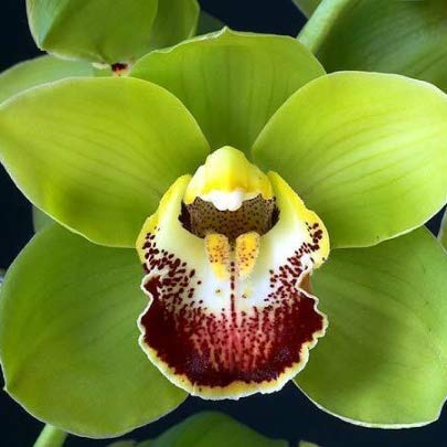 Grün Orchidee Blumensamen zur Aussaat – robust Sorte Traditionssorte & ohne Gentechnik Hausgarten Samen
