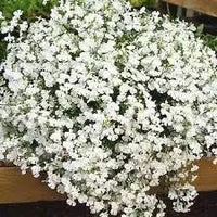 Lobelia Regatta Weiß lang-Lasting Samen Weiß Lobelia