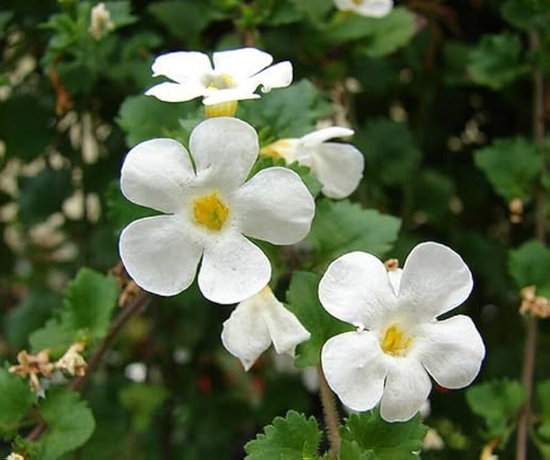 Bacopa blume samen for anpflanzung - sun loving, heirloom & gmo free samen for home garten
sale for anpflanzung in home garten.