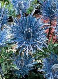 Sea blau holly blume samen for anpflanzung - seasonal bloomer, heirloom & gmo free samen for home garten
 
 sale for anpflanzung in home garten