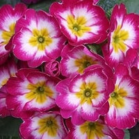 Lila gelb primula malacoides samen blume samen for anpflanzung bright blossoms heirloom & gmo free samen for home garten 
 
 sale for anpflanzung in home garten