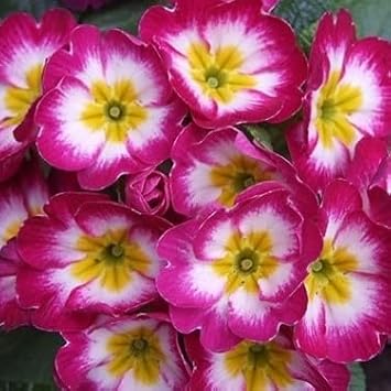 Lila gelb primula malacoides samen blume samen for anpflanzung bright blossoms heirloom & gmo free samen for home garten 
 
 sale for anpflanzung in home garten