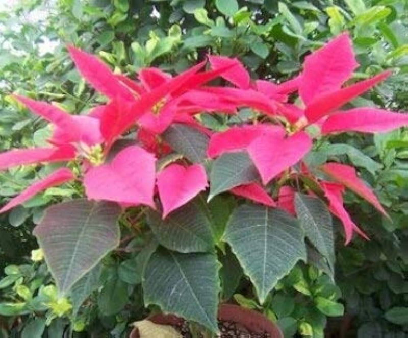 Euphorbia pulcherrima euphorbia pulcherrima samen for anpflanzung in blume bed