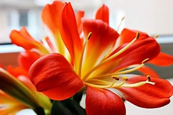 Clivia blume samen for anpflanzung - pollinator friendly, heirloom & gmo free samen for home garten
 
 sale samen for home garten