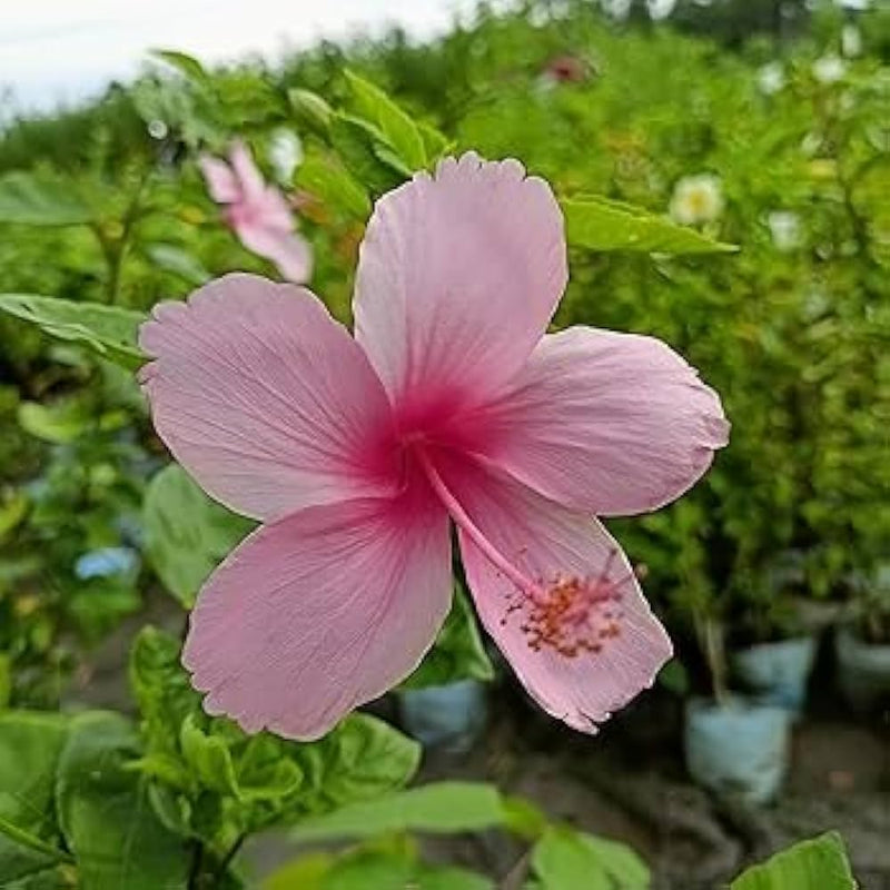 Hibiscus 24 kinds rosa senensis samen