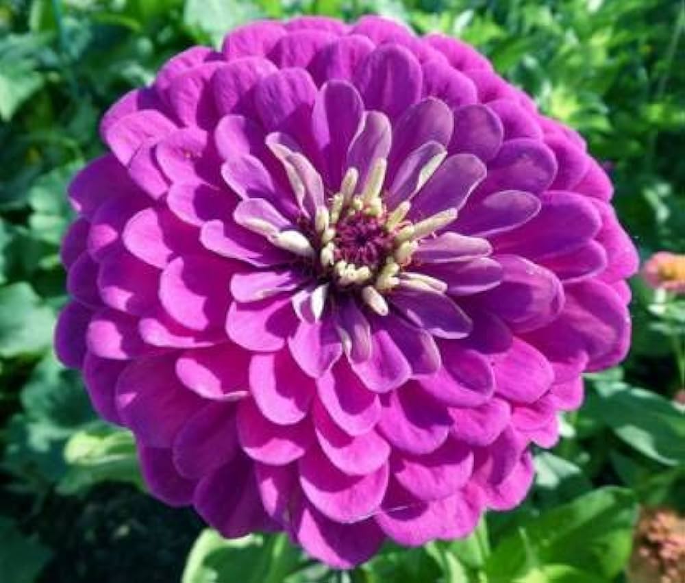 Zinnia blume samen for vibrant violet blooms - samen a stunning addition to your garten