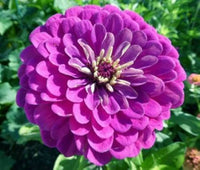 Zinnia blume samen for vibrant violet blooms - samen a stunning addition to your garten