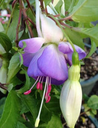 Weiß Lila Fuchsie Hybrida Blumensamen – Garten beliebt Traditionssorte & ohne Gentechnik