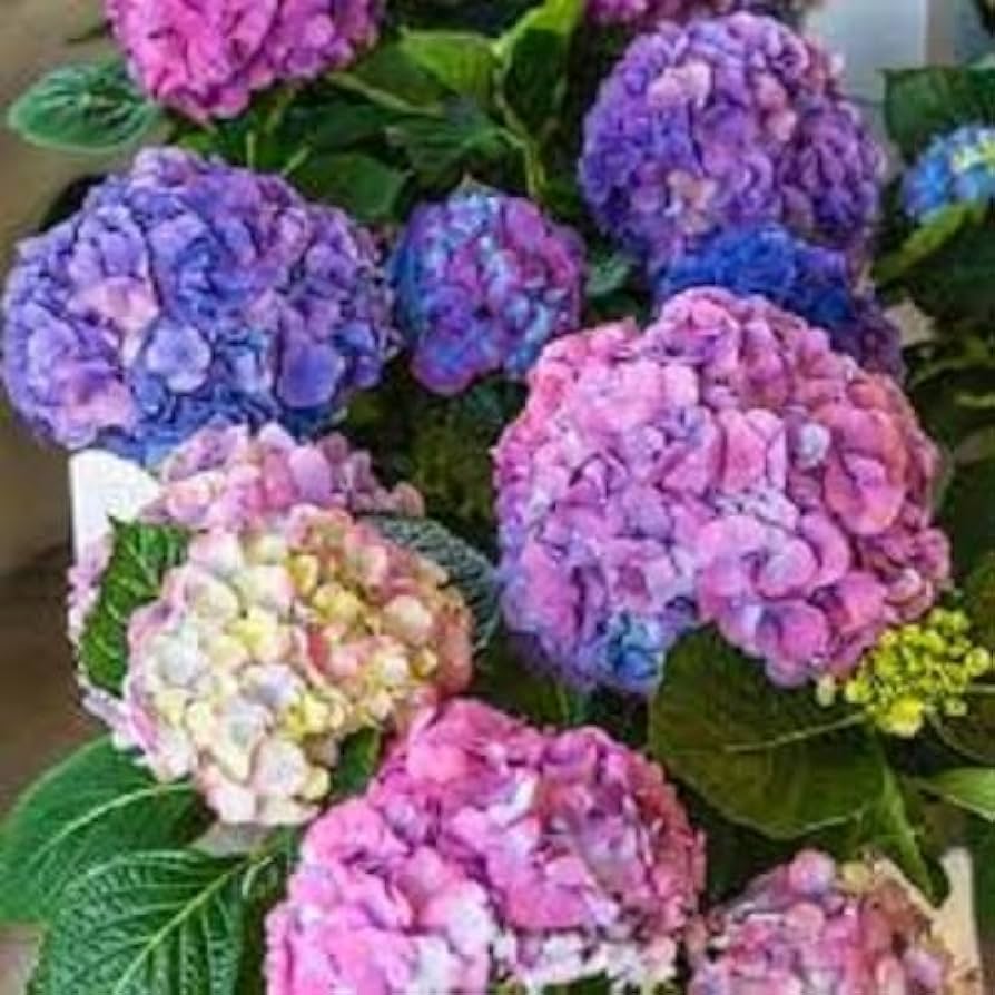Gemischt Hortensie Blumensamen zur Aussaat – Landhaus Garten wichtig – Traditionssorte & ohne Gentechnik Samen Hausgarten