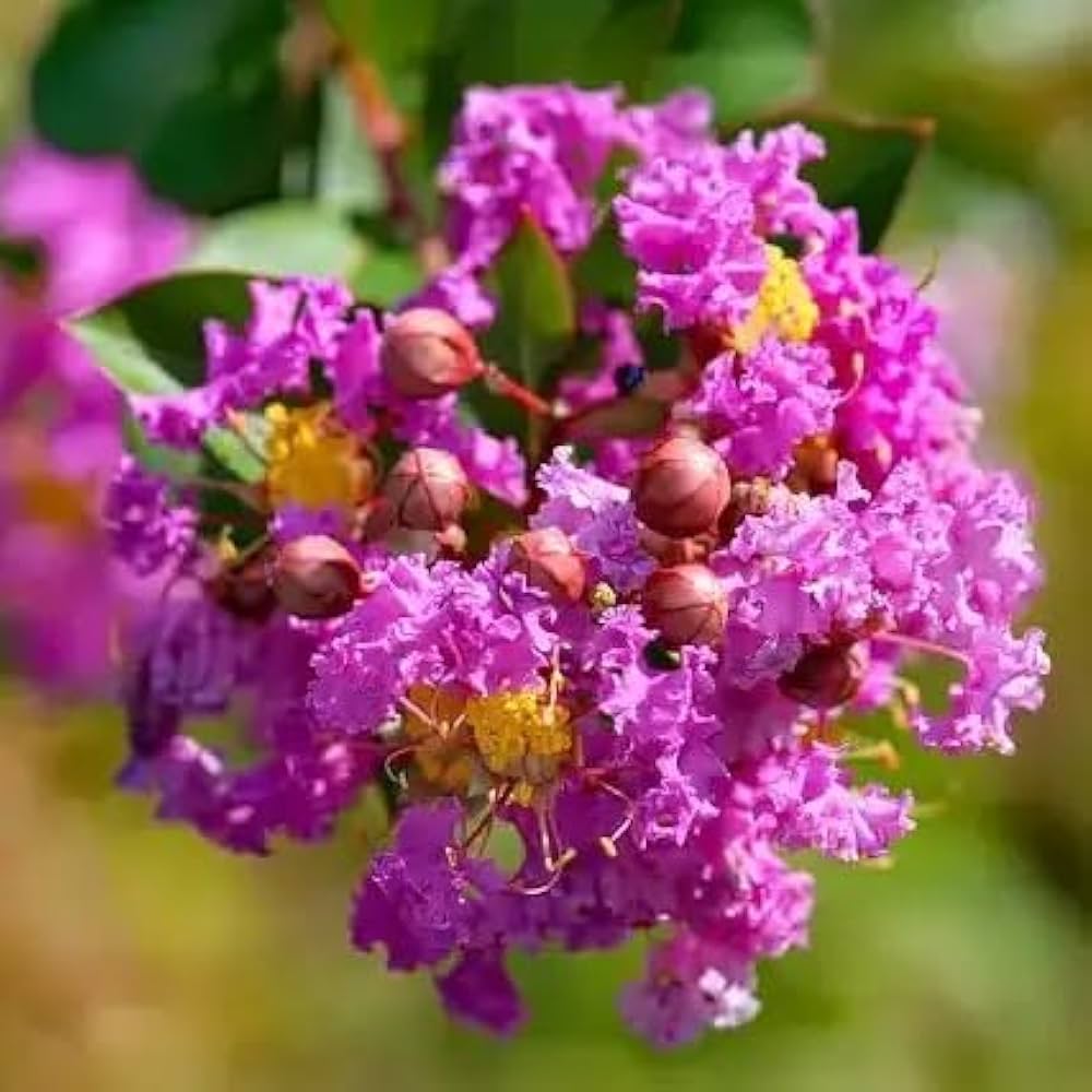 Myrtle Blumensamen zur Aussaat Drought verträglich Traditionssorte & ohne Gentechnik Samen Hausgarten
