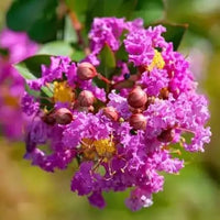 Myrtle Blumensamen zur Aussaat Drought verträglich Traditionssorte & ohne Gentechnik Samen Hausgarten