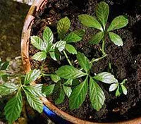 Gynostemma pentaphyllum blume samen for anpflanzung - seasonal bloomer, heirloom & gmo free samen for home garten
 
 sale for anpflanzung in home garten