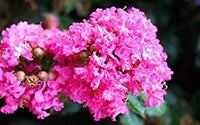 Rosa crepe myrtle blume samen for anpflanzung - easy to grow, heirloom & gmo free samen for home garten
 
 sale samen for home garten