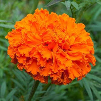 Studentenblume Orange Tagetes erecta Blumensamen zur Aussaat Blume Beet