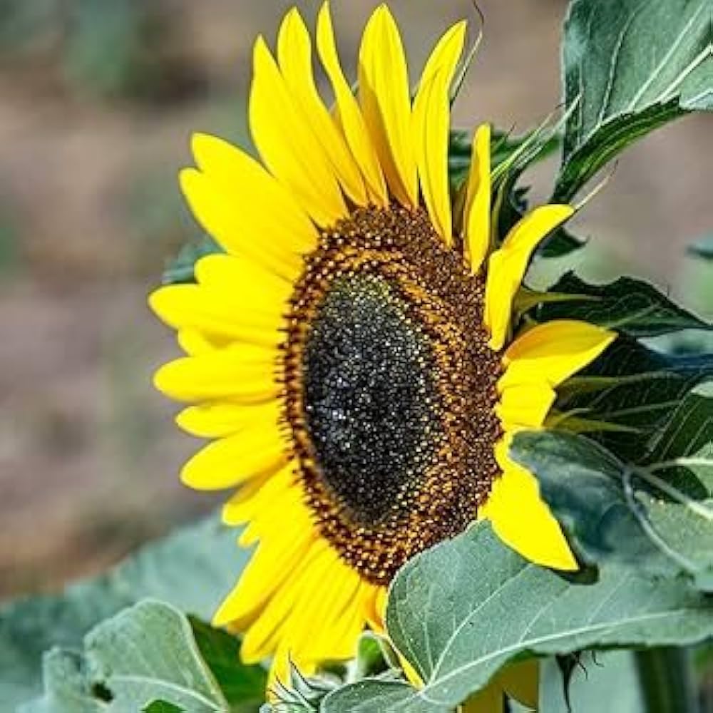 Riesig Sonnenblume Samen zur Aussaat Helianthus Annuus Blume Beet Bestäuber strip