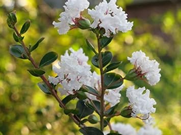 Weiß crepe myrtle blume samen for anpflanzung - easy to grow, heirloom & gmo free samen for home garten
 
 sale for anpflanzung in home garten