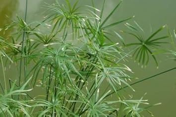 Egyptian papyrus blume samen for anpflanzung - seasonal bloomer, heirloom & gmo free samen for home garten
 
 sale samen for home garten