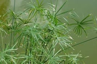 Egyptian papyrus blume samen for anpflanzung - seasonal bloomer, heirloom & gmo free samen for home garten
 
 sale samen for home garten