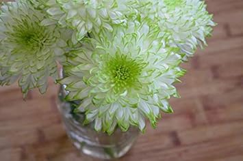 Mixed carnation blume samen for anpflanzung sun loving heirloom & gmo free samen for home garten
 
 sale for anpflanzung in home garten