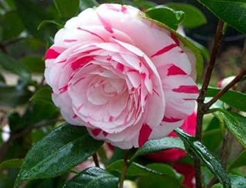 Weiß light rot camellia blume samen for anpflanzung - seasonal bloomer, heirloom & gmo free samen for home garten
 
 sale samen for anpflanzung in home garten