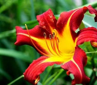 Gelb rot hemerocallis blume samen for anpflanzung - sun loving, heirloom & gmo free samen for home garten
 
 sale samen for home garten