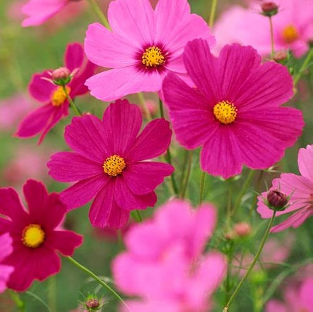 Traditionssorte Cosmos Bipinnatus Blumensamen zur Aussaat kompakt Wuchs Traditionssorte & ohne Gentechnik Samen Hausgarten