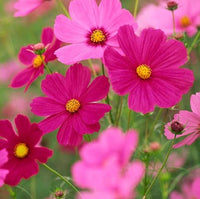 Traditionssorte Cosmos Bipinnatus Blumensamen zur Aussaat kompakt Wuchs Traditionssorte & ohne Gentechnik Samen Hausgarten