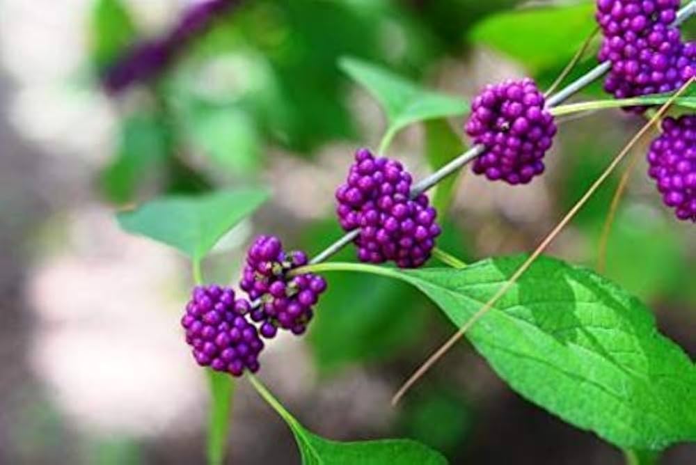 Callicar's Beerensamen Callicarpa spp Pflanze Samen zur Aussaat Blume Beet und Garten