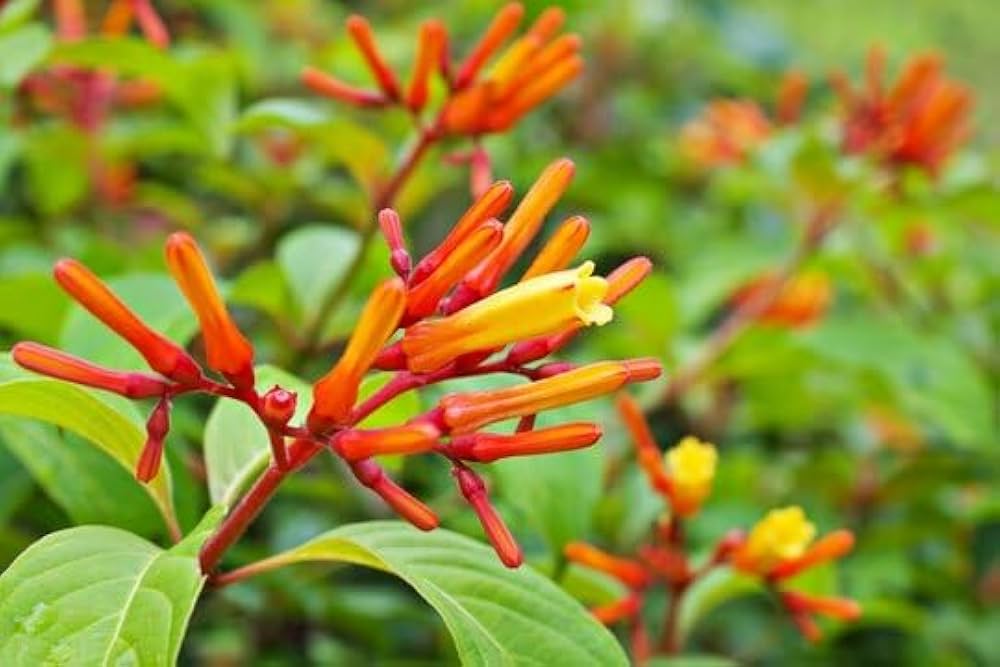 Hamelia Patens Blumensamen zur Aussaat duftend Blüten Traditionssorte & ohne Gentechnik Samen Hausgarten