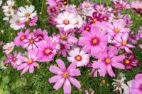 Crazy Mischung Cosmos Blumensamen zur Aussaat – ideal Rabatten – Traditionssorte & ohne Gentechnik Samen Hausgarten
