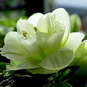 Violet away rose blume samen for anpflanzung drought tolerant heirloom & gmo free samen for home garten
 
 sale for anpflanzung in home garten