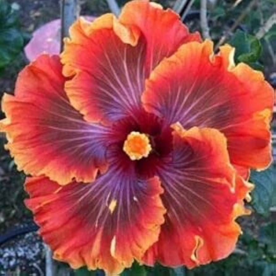 Lila orange hibiscus blume samen for anpflanzung - pollinator friendly, heirloom & gmo free samen for home garten
 
 sale samen for home garten