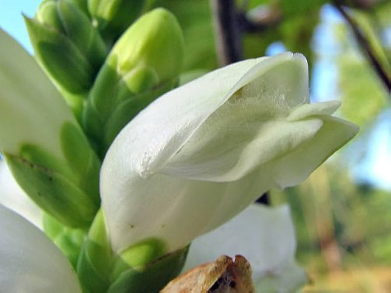 Turtlehead chelone glabra native wildflower samen