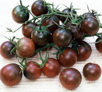 Schwarze cherry tomato für aussaat in gemüse patch