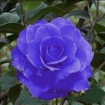 Blau camellia blume samen for anpflanzung seasonal bloomer heirloom & gmo free samen for home garten
 
 sale samen for home garten anpflanzung