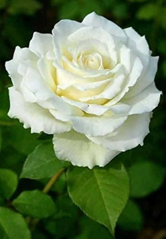 Creme Rose Blumensamen zur Aussaat – hochwertige Qualitäts- – Traditionssorte & ohne Gentechnik Samen Hausgarten