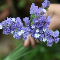 Limonium blume samen for anpflanzung cut blume favorite heirloom & gmo free samen for home garten 
 
 sale for anpflanzung in home garten