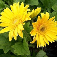 Gelb Gerbera Blumensamen zur Aussaat robust Sorte Traditionssorte & ohne Gentechnik Samen Hausgarten