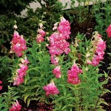Penstemon palmeri blume samen for anpflanzung pollinator friendly heirloom & gmo free samen for home garten 
 
 sale for anpflanzung in home garten